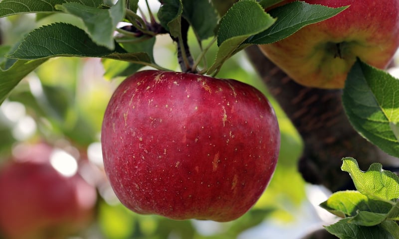 Apple and Cinnamon