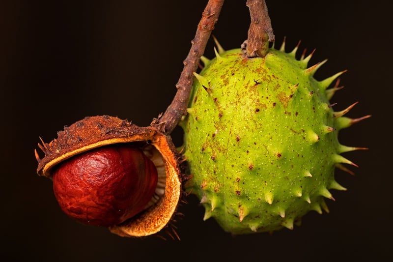 Fruit Mix